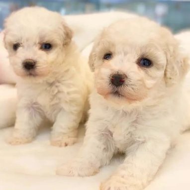 cachorros-maltipoo