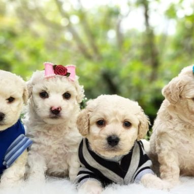 cachorros-maltipoo1