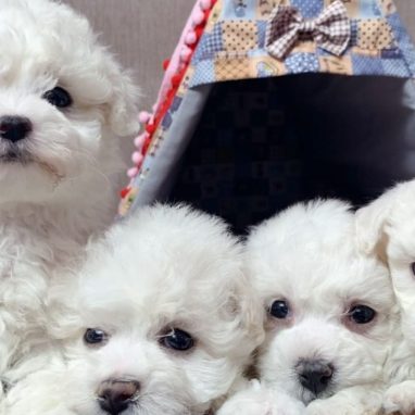 cachorros-maltipoo4